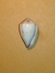 Conus nanus
