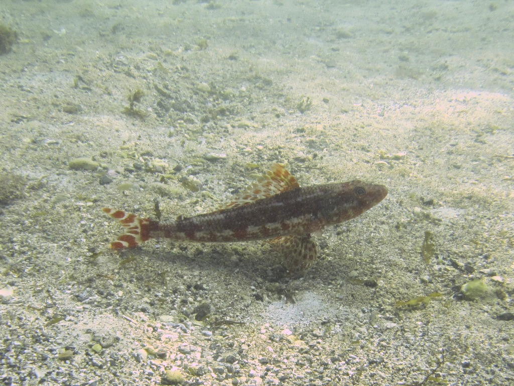 Latropiscis