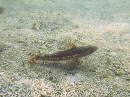 Latropiscis purpurissatus
