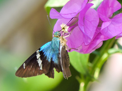 Astraptes fulgerator azul