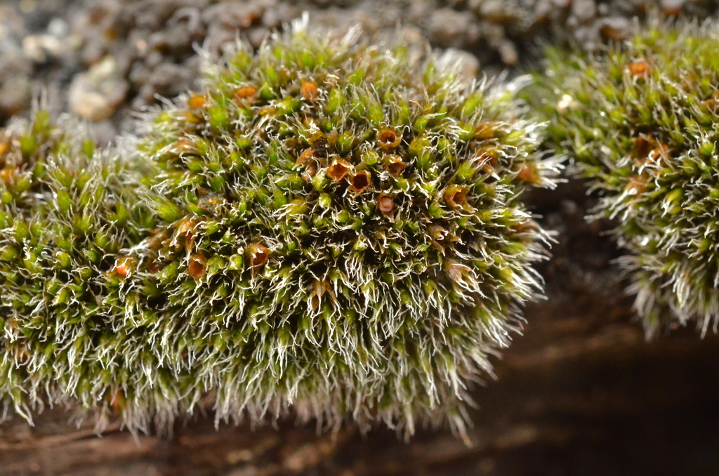 Toothless Grimmia