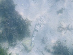 Platycephalus fuscus