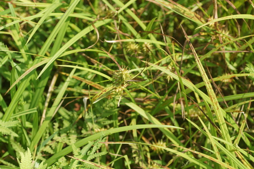 Carex dickinsii iNat (2)