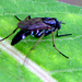 Ozodiceromyia argentata - Photo 由 psweet 所上傳的 (c) psweet，保留部份權利CC BY-SA