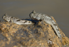 Dusky Mud Hopper photo 2