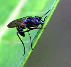 Ozodiceromyia argentata