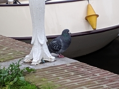 Columba livia domestica
