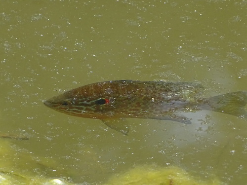 Lepomis gibbosus