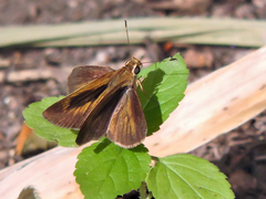 Synapte pecta