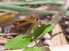 Synapte pecta