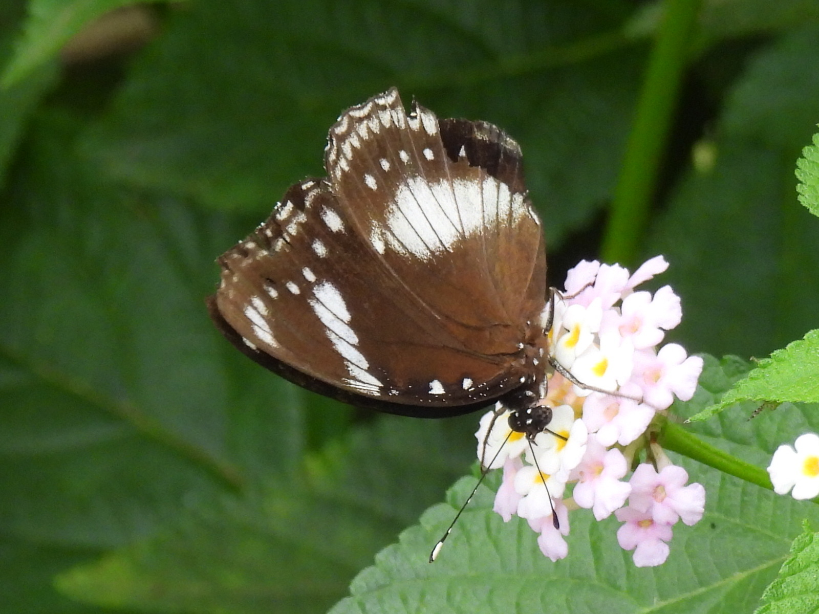 Great Eggfly