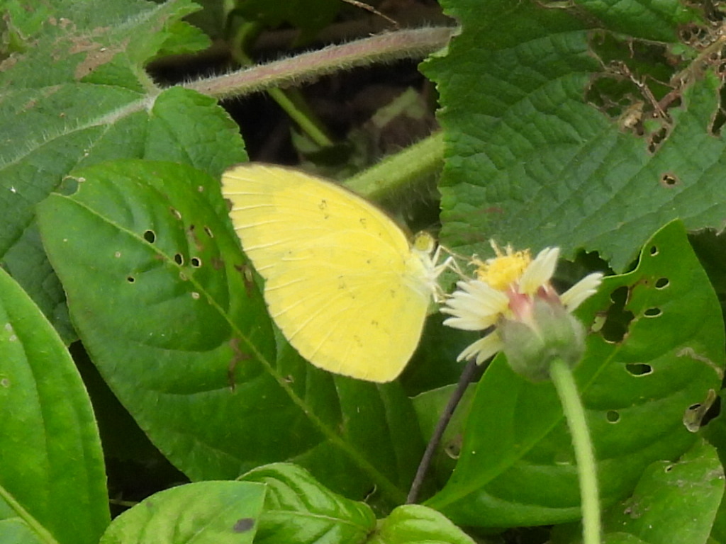 Common Grass Yellow