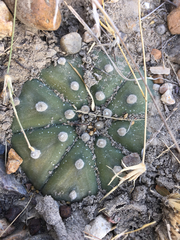 Astrophytum asterias