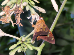 Nascus phocus