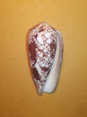Conus pennaceus