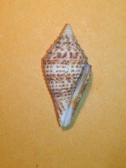 Conus praecellens