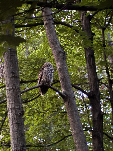 View observation of {o.common_name} on iNaturalist