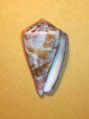 Conus purpurascens