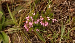 Erica nutans