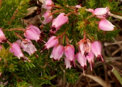 Erica nutans