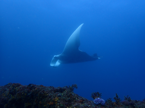 Reef Manta Ray