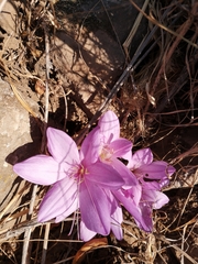 Colchicum feinbruniae