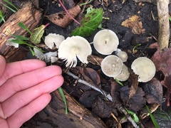Fungi
