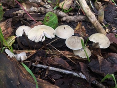 Fungi