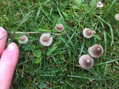 Fungi