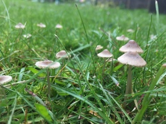 Fungi