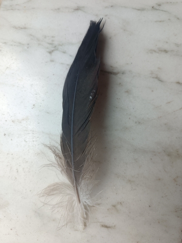 Plume de Cigogne noire