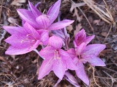Colchicum feinbruniae