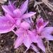 Colchicum feinbruniae - Photo (c) cypke, some rights reserved (CC BY-NC)