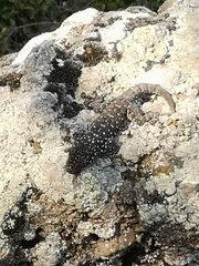 Ptyodactylus puiseuxi