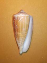 Conus radiatus