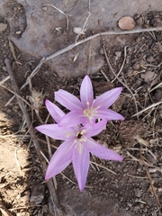 Colchicum feinbruniae