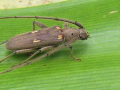 Eburia