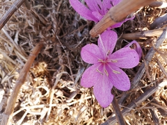 Colchicum feinbruniae