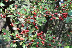 Crataegus monogyna