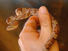 Trimorphodon paucimaculatus