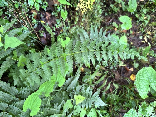 Athyrium setiferum observed 2025-07-11