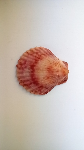 Aequipecten opercularis