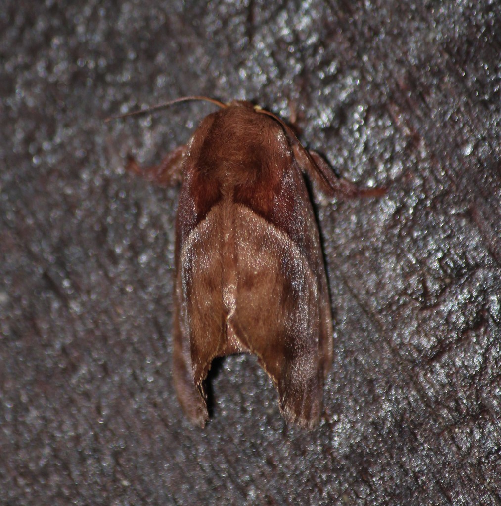 Birthamoides junctura (Birthamoides junctura)