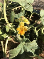 Ibicella lutea