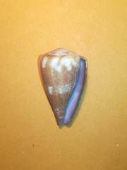 Conus rattus