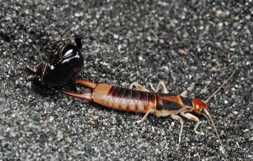Shore Earwig, photo 5 of 8