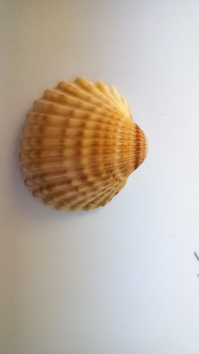 Acanthocardia tuberculata