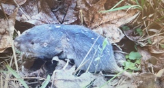 Geomys breviceps