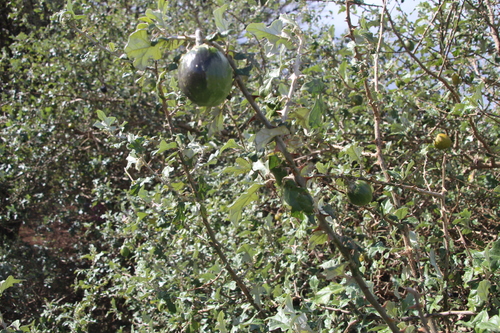 Solanum aculeastrum