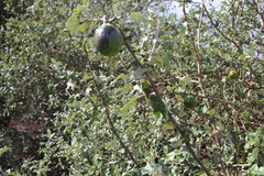 Solanum aculeastrum